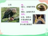 人教版生物八年级上册 5.1.6鸟课件