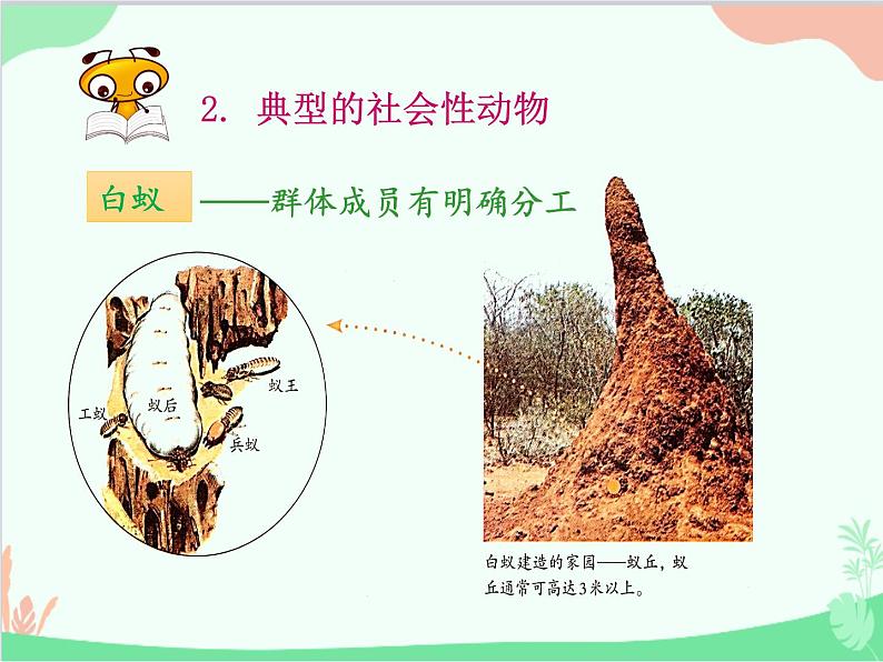 人教版生物八年级上册 5.2.3社会行为课件06