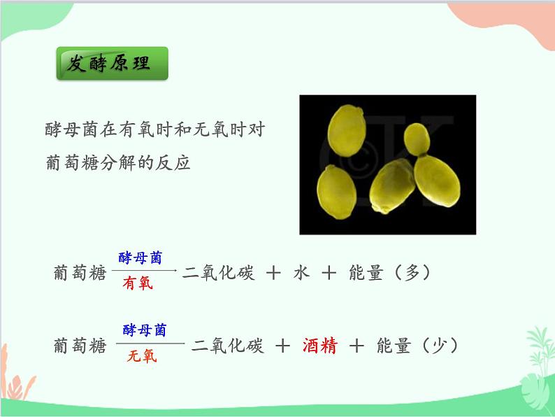 人教版生物八年级上册 5.4.5人类对细菌和真菌的利用课件第7页