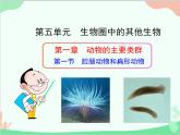 人教版生物八年级上册 5.1.1 腔肠动物和扁形动物课件