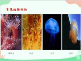 人教版生物八年级上册 5.1.1 腔肠动物和扁形动物课件