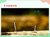 人教版生物八年级上册 5.1.1 腔肠动物和扁形动物课件