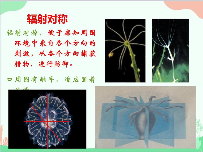 人教版生物八年级上册 5.1.1 腔肠动物和扁形动物课件07