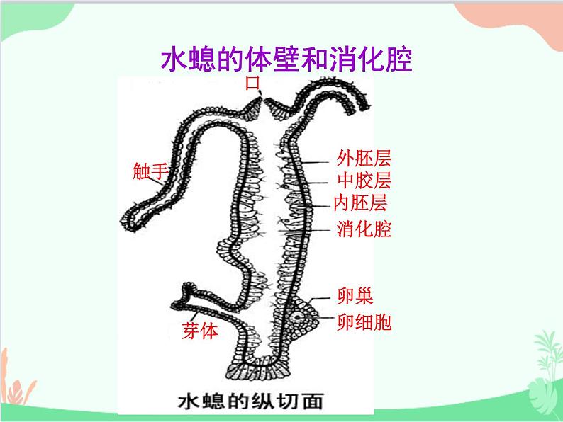 人教版生物八年级上册 5.1.1 腔肠动物和扁形动物课件08