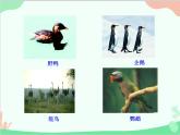人教版生物八年级上册 5.1.6 鸟课件