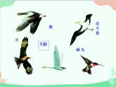 人教版生物八年级上册 5.1.6 鸟课件