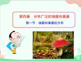 人教版生物八年级上册 5.4.1 细菌和真菌的分布课件