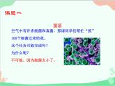 人教版生物八年级上册 5.4.1 细菌和真菌的分布课件