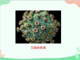 人教版生物八年级上册 5.5 病毒课件