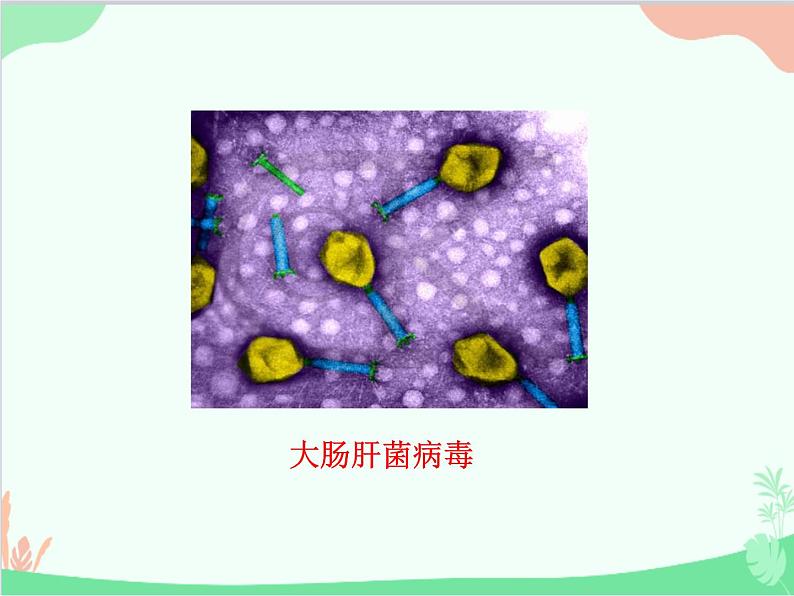 人教版生物八年级上册 5.5 病毒课件第6页