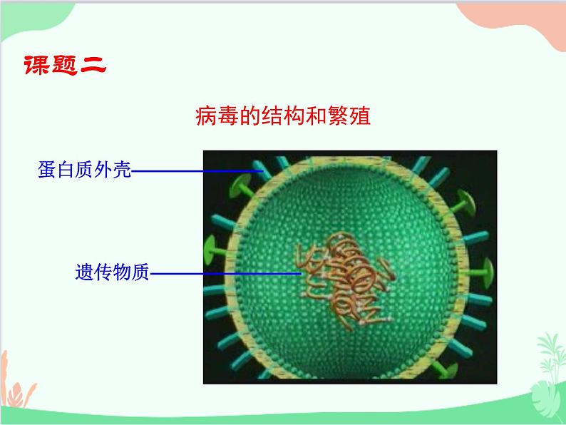 人教版生物八年级上册 5.5 病毒课件第8页