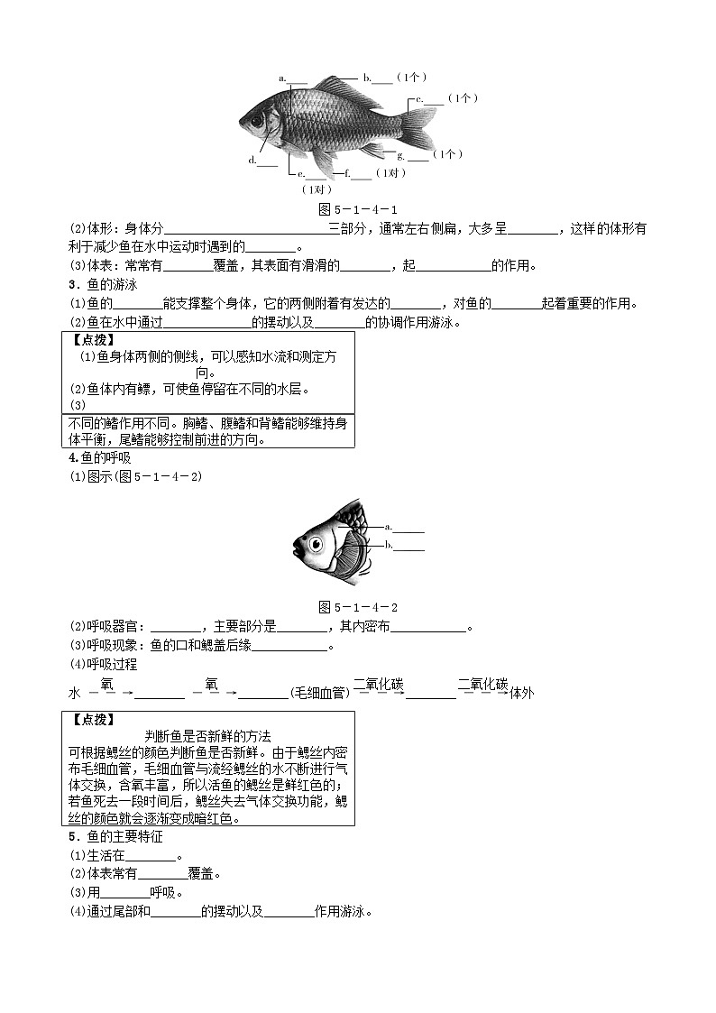 人教版生物八年级上册 第五单元第一章第四节　鱼学案02