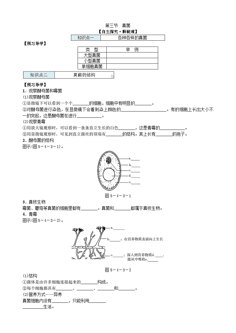 人教版生物八年级上册 第五单元第四章第三节　真菌学案01