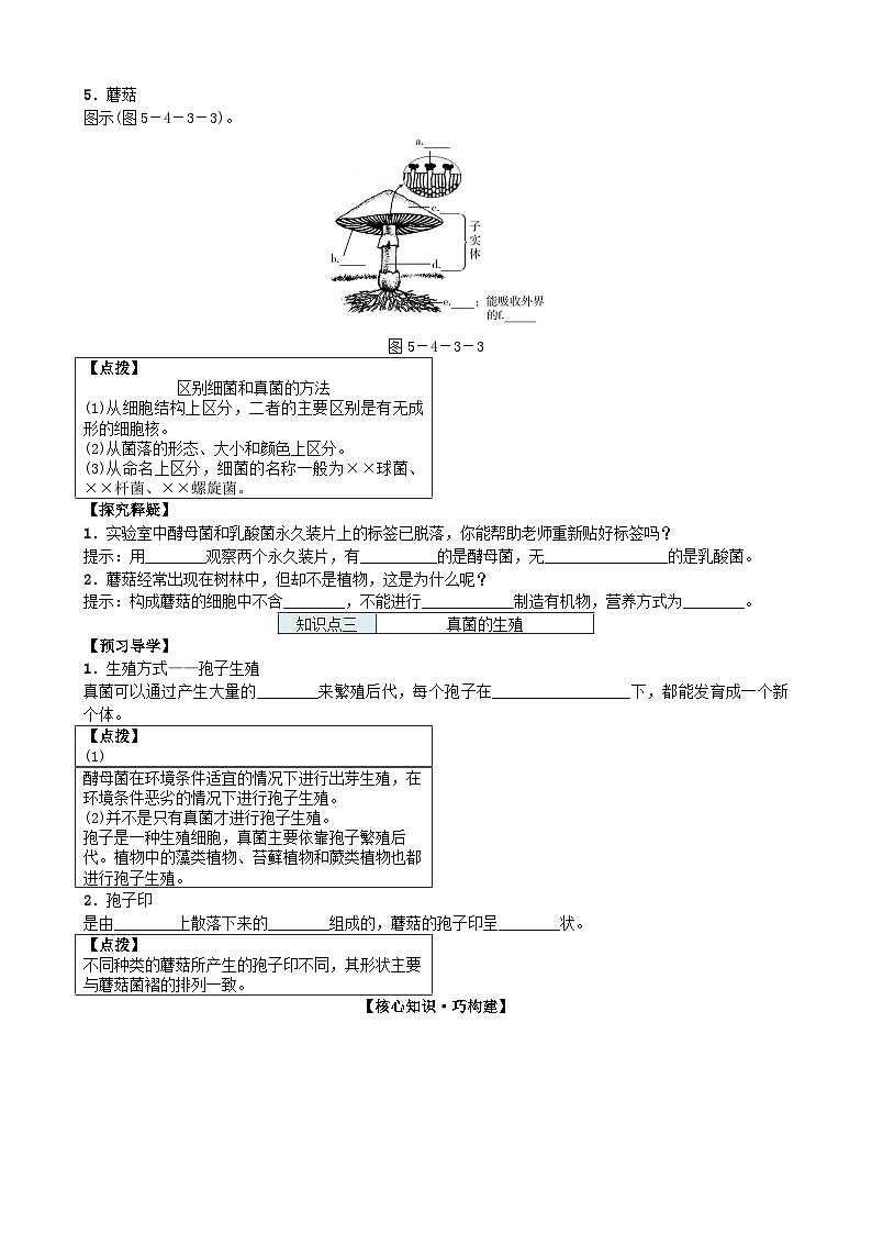 人教版生物八年级上册 第五单元第四章第三节　真菌学案02