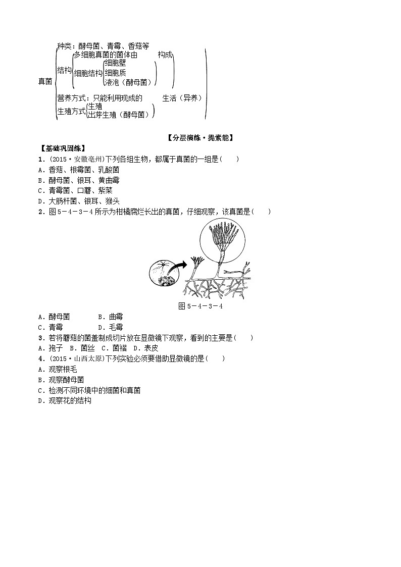 人教版生物八年级上册 第五单元第四章第三节　真菌学案03