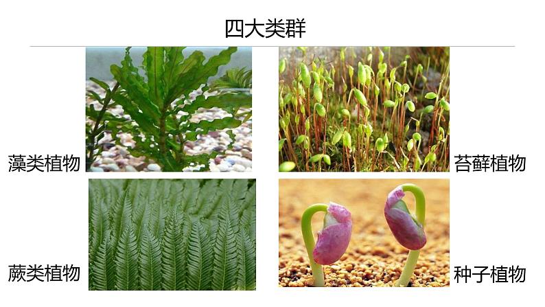 2011编写版七年级上册生物《藻类、苔藓和蕨类植物》课件第2页