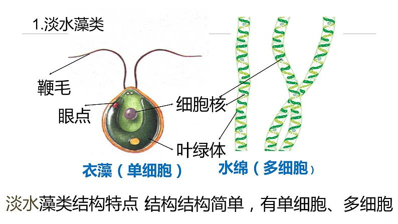 2011编写版七年级上册生物《藻类、苔藓和蕨类植物》课件第6页