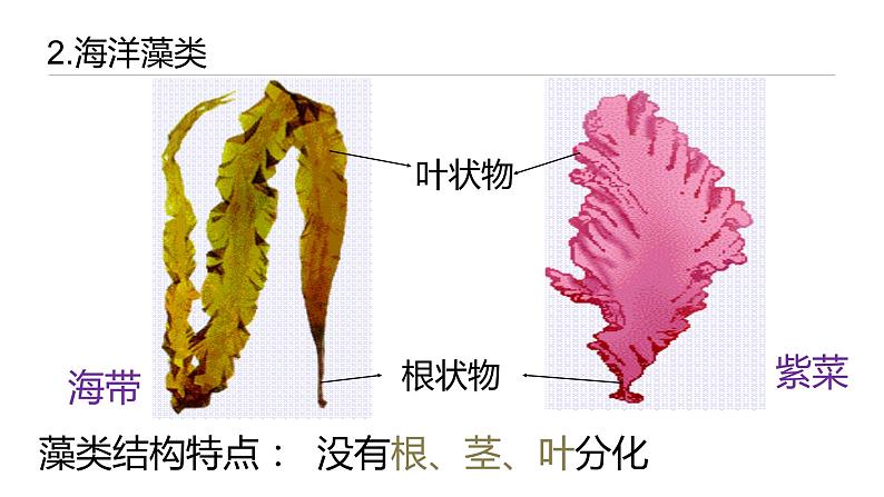 2011编写版七年级上册生物《藻类、苔藓和蕨类植物》课件第7页