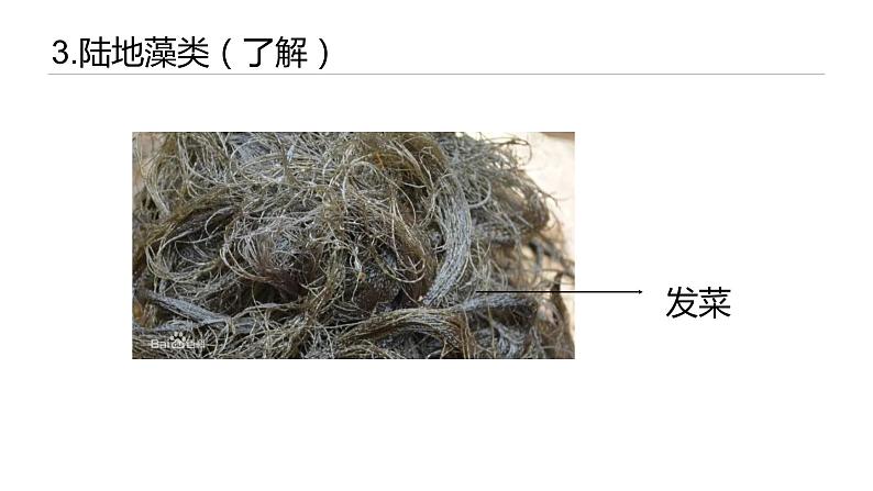 2011编写版七年级上册生物《藻类、苔藓和蕨类植物》课件第8页