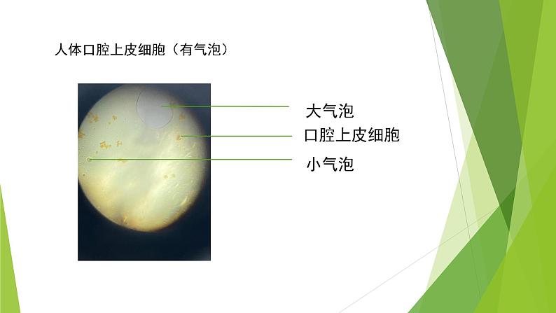 2011编写版七年级上册生物《动物细胞》课件第8页