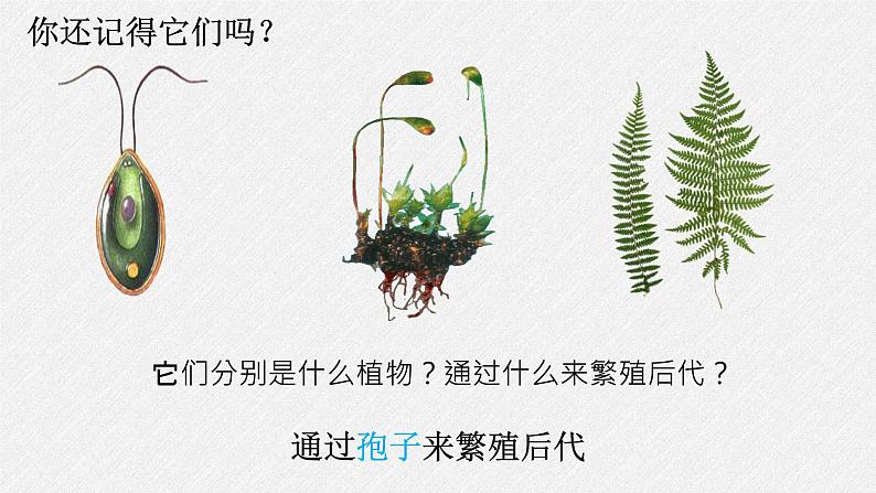 2011编写版七年级上册生物《 种子植物》课件第2页