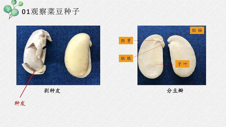 2011编写版七年级上册生物《 种子植物》课件第5页