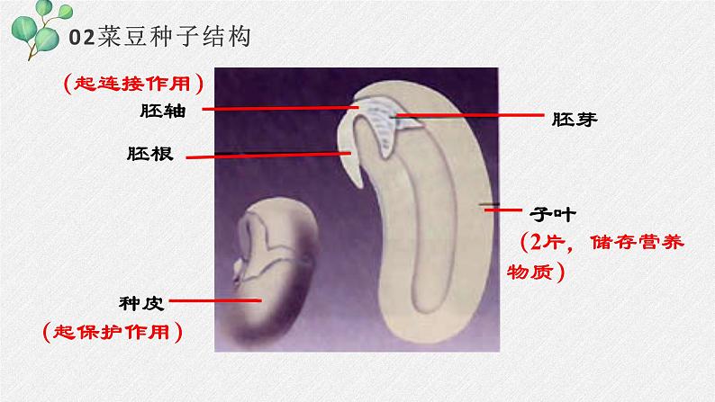 2011编写版七年级上册生物《 种子植物》课件第7页