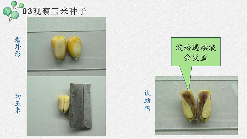 2011编写版七年级上册生物《 种子植物》课件第8页