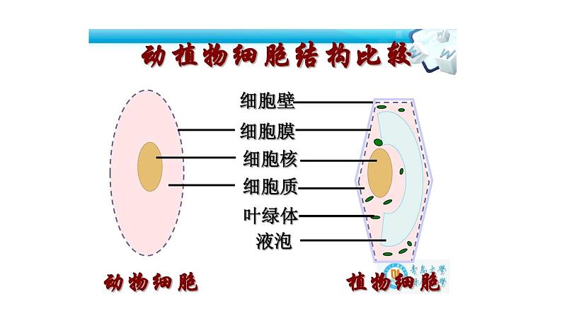 2011编写版七年级上册生物《细胞的生活》课件第5页