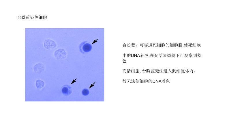 2011编写版七年级上册生物《细胞的生活》课件第6页