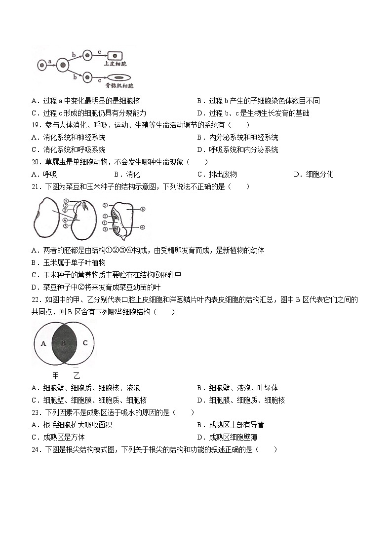 湖南省常德市安乡县2023-2024学年七年级上学期期中生物试题第3页