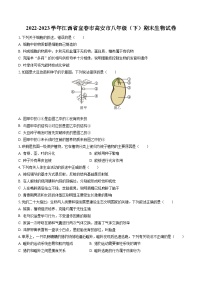 2022-2023学年江西省宜春市高安市八年级（下）期末生物试卷（含答案解析）