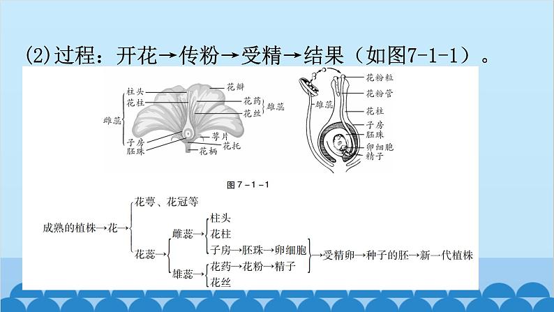 2024年中考生物一轮复习 第七单元第一章 生物的生殖和发育课件08