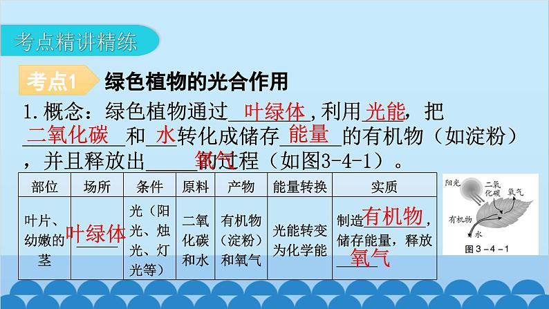 2024年中考生物一轮复习 第三单元第四章 绿色植物是生物圈中有机物的制造者课件08