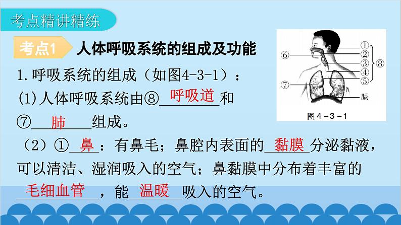 2024年中考生物一轮复习 第四单元第三章 人体的呼吸课件第7页