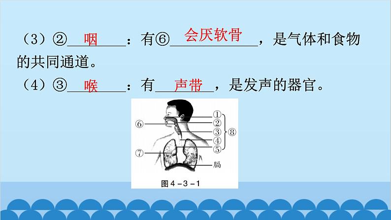 2024年中考生物一轮复习 第四单元第三章 人体的呼吸课件第8页