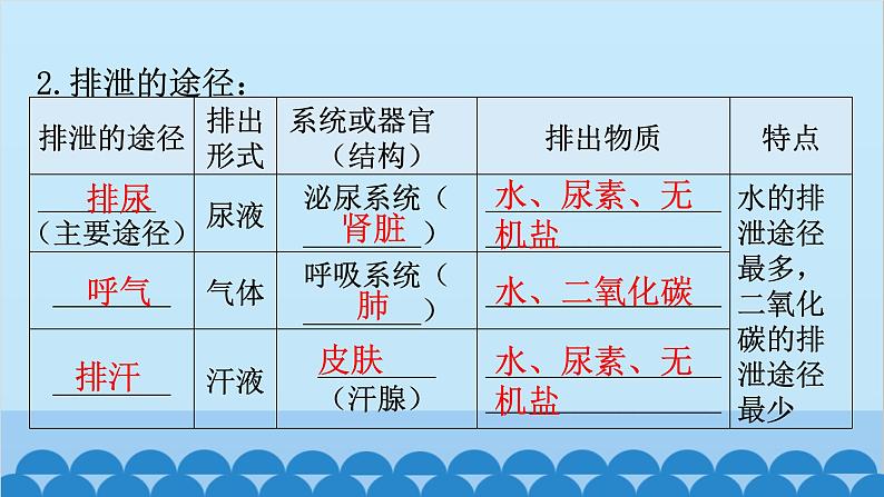 2024年中考生物一轮复习 第四单元第五章 人体内废物的排出课件08