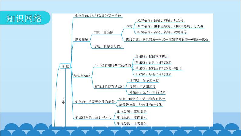 2024年中考生物复习 专题二 生物体的结构层次课件03