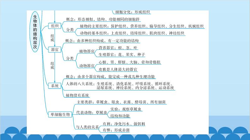 2024年中考生物复习 专题二 生物体的结构层次课件04