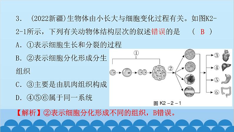 2024年中考生物一轮复习 第二单元第二章 细胞怎样构成生物体课件第4页