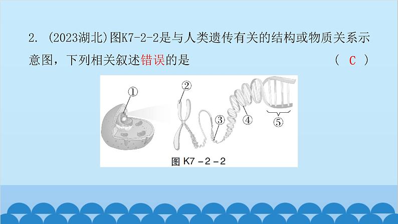 2024年中考生物一轮复习 第七单元第二章 生物的遗传与变异课件第3页