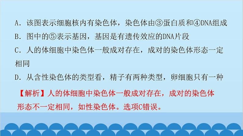 2024年中考生物一轮复习 第七单元第二章 生物的遗传与变异课件第4页