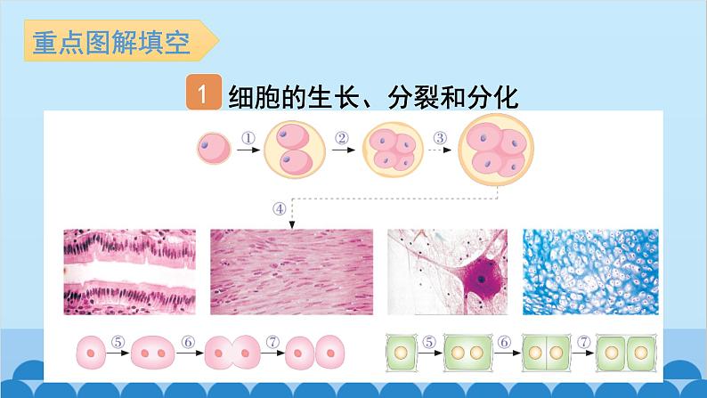 2. 第二章 细胞怎样构成生物体（图解手册）第2页