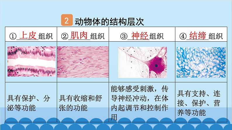 2. 第二章 细胞怎样构成生物体（图解手册）第4页