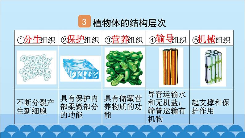 2. 第二章 细胞怎样构成生物体（图解手册）第5页