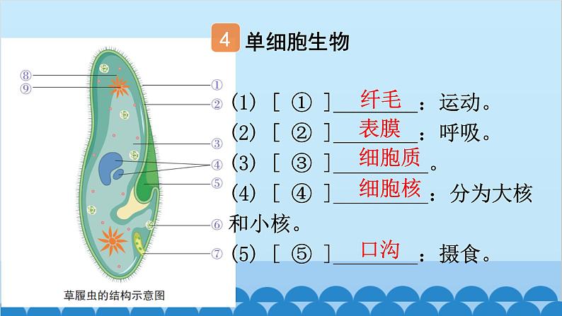 2. 第二章 细胞怎样构成生物体（图解手册）第6页