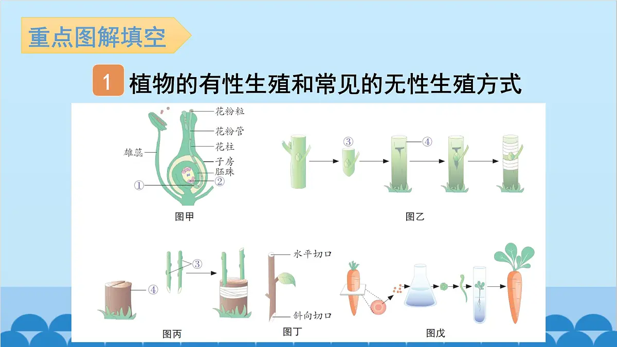 1. 第一章 生物的生殖和发育（图解手册）第2页