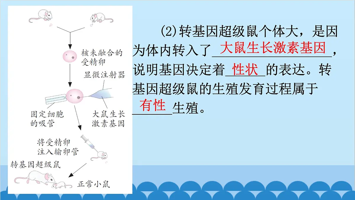 2. 第二章 生物的遗传与变异（图解手册）第4页