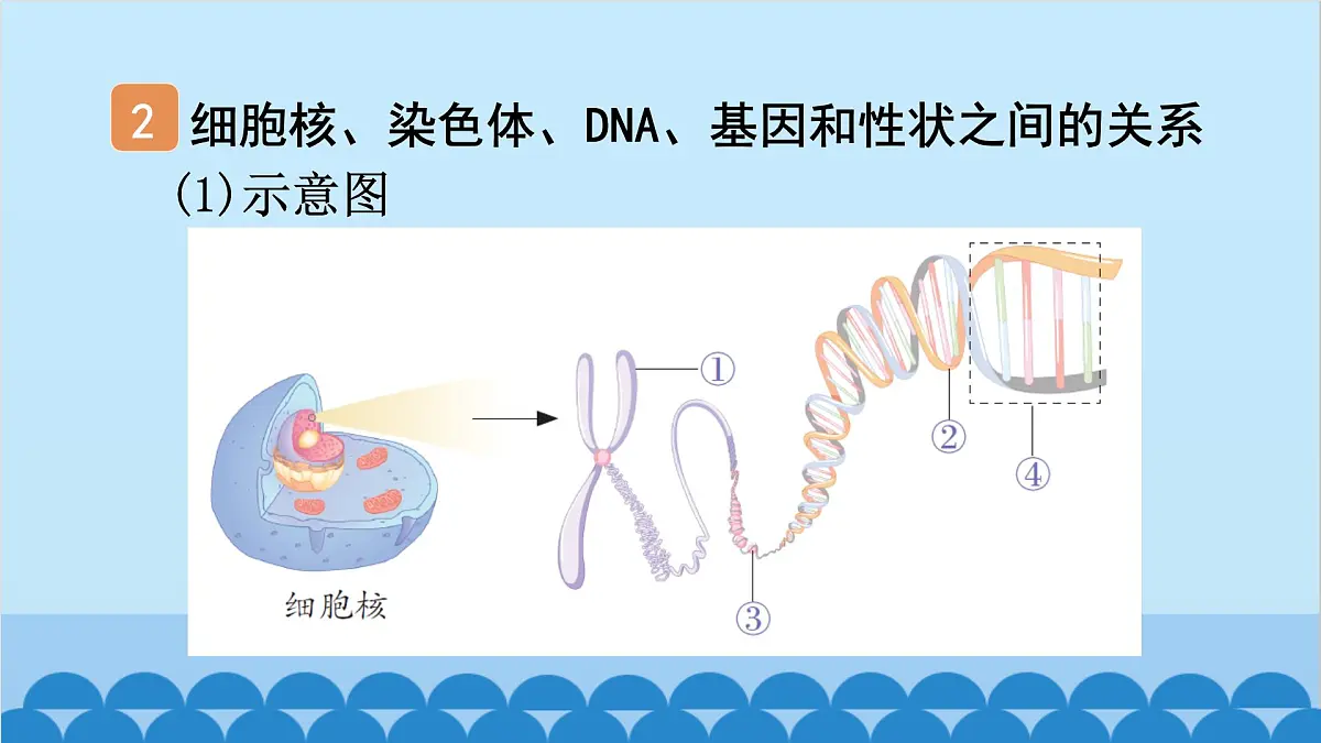 2. 第二章 生物的遗传与变异（图解手册）第5页