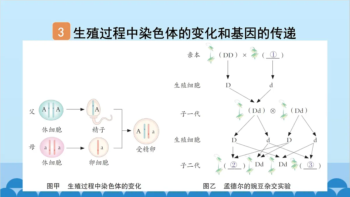 2. 第二章 生物的遗传与变异（图解手册）第8页